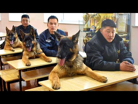 You Won't Believe How Funny These German Shepherd Dogs Are 😂