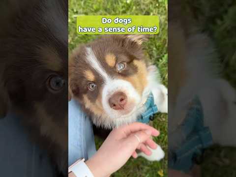 Why Your Dog Always Knows When It’s Dinner Time! 🕰️🐾