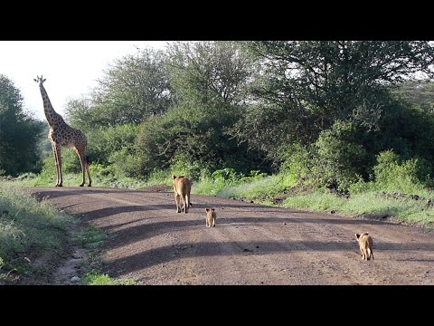 Mother lioness moving her cubs from rival prides finds a giraffe on her path