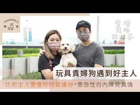 玩具貴婦狗遇到好主人，比前主人更會珍惜愛護你，患急性白內障見真情