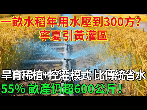 一畝水稻年用水壓到300方？寧夏引黃灌區「旱育稀植+控灌」模式，比傳統省水55%，畝產仍超600公斤！#科普#國際觀點#熱門#生態修複#沙漠