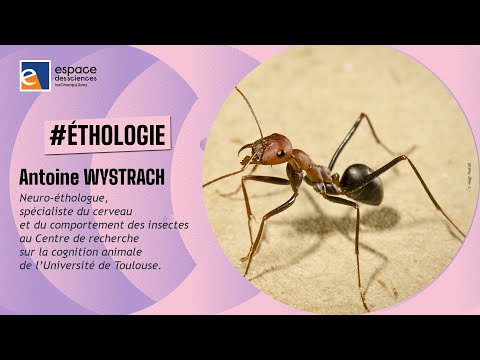 🐜 [Antoine Wystrach] Et si j’étais une fourmi...