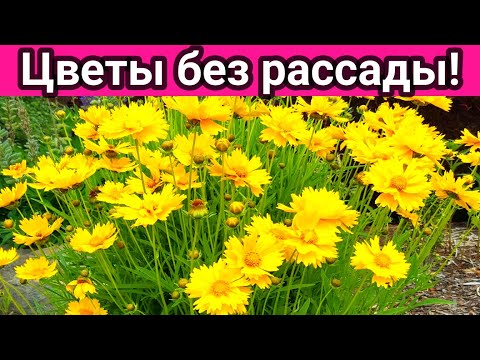 Flowers without seedlings! Sow these flowers directly into the ground