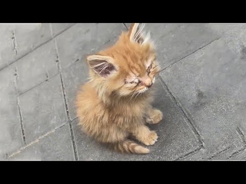 The stray kitten can't see anything, sitting alone, about to starve to death...
