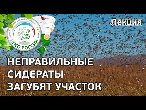 Сидераты осенью. Не все сидераты пригодны для огорода. Лекция.