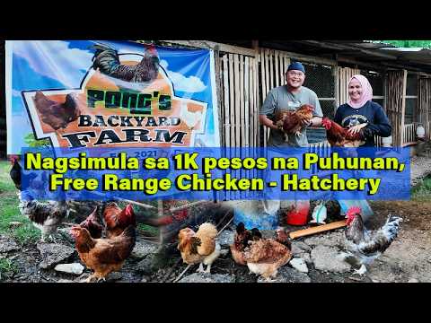 Nagsimula sa 1K pesos na Puhunan, Free Range Chicken - Hatchery