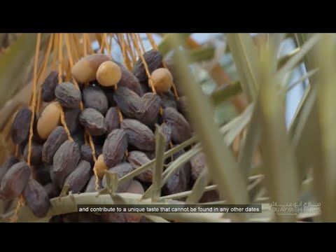 فرز و جني تمور المجول لدى مزارع ابو عياش غور الاردن - الكرامه