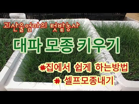 @대파 키우는 방법 [모종키우기] : 씨앗 파종 후 관리