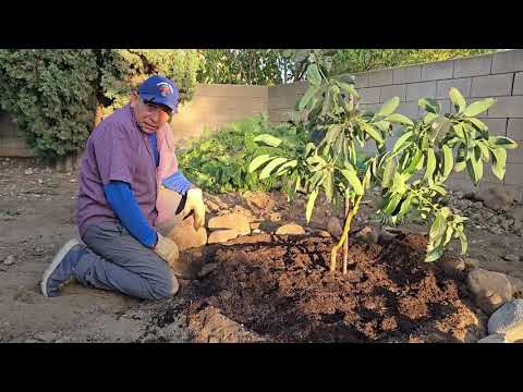 How to plant your avocado tree in ground.