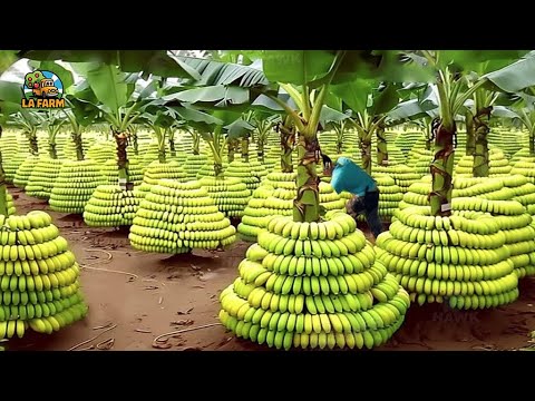 Smart Farm: Modern Methods for Harvesting, Sorting and Processing Bananas