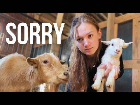 Sorry Mama, I’m Stealing one of your Babies… | Mini Goat Birth