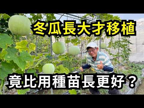 冬瓜長很大才移植會結果嗎?竟然比種苗種的長得更好?盆栽移植冬瓜剪枝和施肥心得分享| 阿星種植