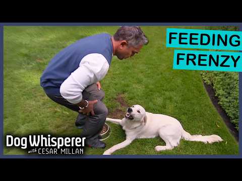 Vicious Retriever Has Extreme Food Aggression | Dog Whisperer With Cesar Millan
