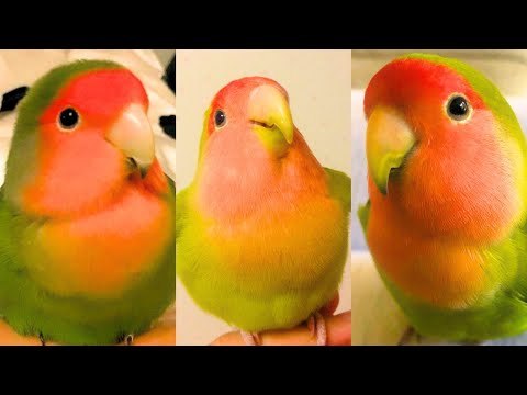 FUNNY AND CUTE PARROTS - TRY NOT TO LAUGH!