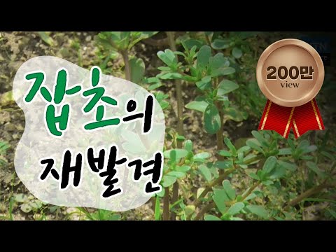 음식도 되고 농사도 돕는 잡초의 재발견 / YTN 사이언스