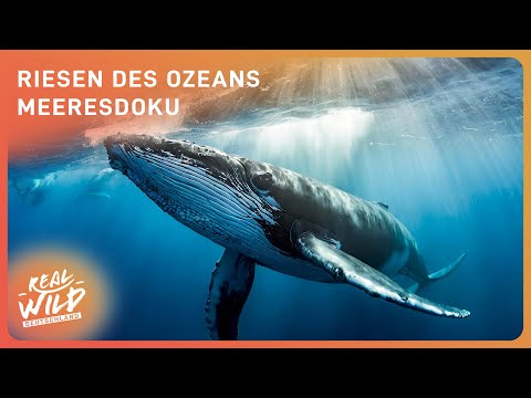 1.5+ Stunden Unterwasser Doku zum Einschlafen | Giganten der Meere