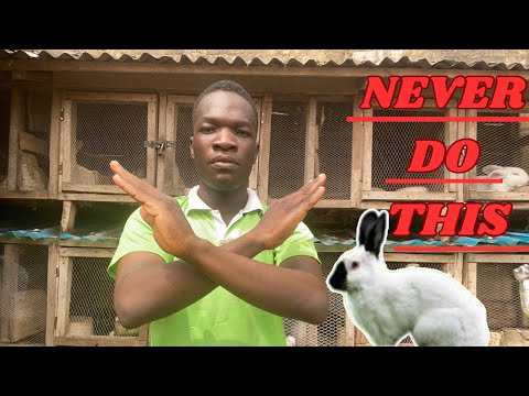 7 things that rabbit hate you should never do in your rabbit farm