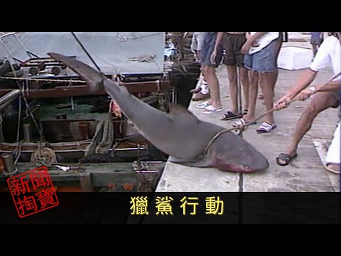 TVB 新聞掏寶 獵鯊行動 香港水域有鯊魚出沒，九十年代更發生多宗鯊魚咬人事件。事發後不少人自發捕獵鯊魚，他們各施各法，最後又能否成功捕鯊？