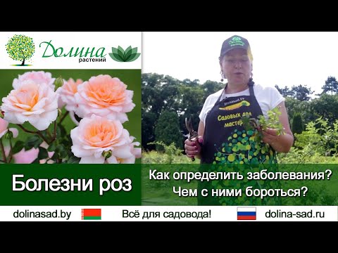 Всё про РОЗЫ: частые болезни и вредители. Как распознать и чем бороться