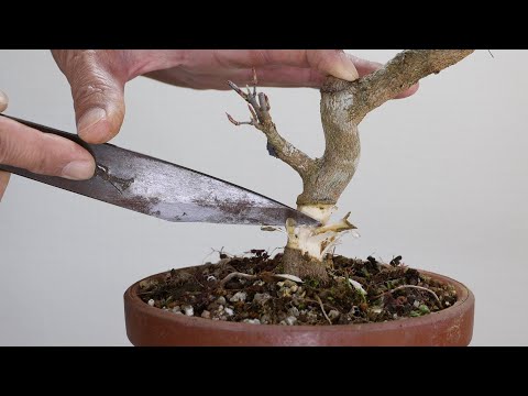 Would you like to make a 20cm bonsai with me?　How to make the trunk thicker