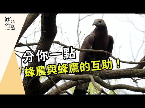 里山系 三芝生態小方舟｜之一：分你一點~蜂農與蜂鷹的互助共生(我們的島第1210集 2023-06-26)