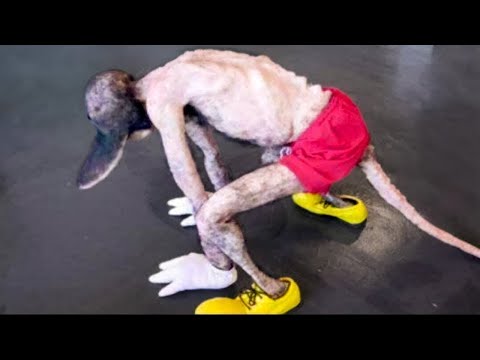 Секреты, Которые Скрывает Диснейленд