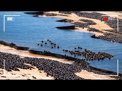 حدث لا يُصدق وقع بالأمس… لقطات نادرة لا يراها إلا واحد من كل مليون