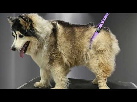 She Lost SO Much Fur She Changed Color 😮