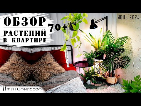 ОБЗОР РАСТЕНИЙ 70+ в квартире. Новые листочки, неудачные и удачные совместные посадки🌿