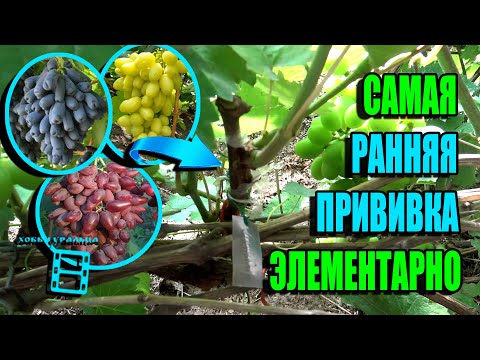 САМАЯ РАННЯЯ ПРИВИВКА ВИНОГРАДА - ЧЕРНЫМ В ЧЕРНОЕ (ГЛАЗОМ ИЛИ В РАСЩЕП). СЕВЕРНЫЙ ВИНОГРАДНИК 22-14