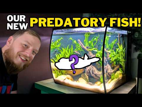 We were given a PREDATORY Dragon Pufferfish… So we built him an aquarium!