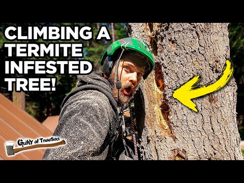 Termites vs. Chainsaw: Taking Down the Infested Piss Fir!