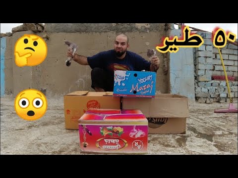شتريت 50 طير تعالو تونسو