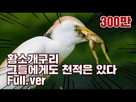 [특집] 황소개구리 그들에게도 천적은 있다 Full.ver