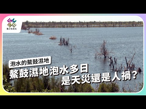 鰲鼓濕地泡水多日，是天災還是人禍？｜泡水的鰲鼓濕地｜公視 #獨立特派員 第921集 20250921