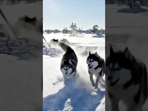 A Journey Into the Extraordinary Life of Yakutian Nomads
