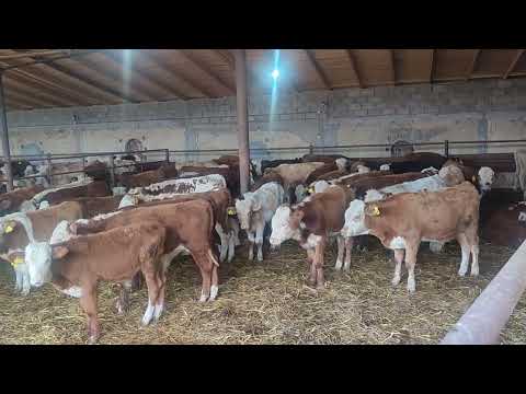 Assalamu alaykum do'stlar layk bosib obuna bo'lsalaringiz bundan zo'r videolarni joylashtiramiz. 