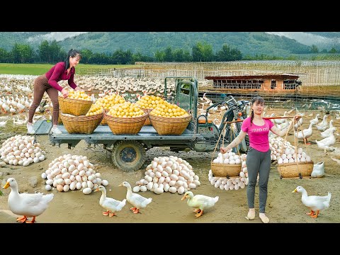 TIMELAPSE -- 730 Days Harvesting 1000+ Unique Golden Duck Eggs, Chicken Eggs,... Go to Market Sell