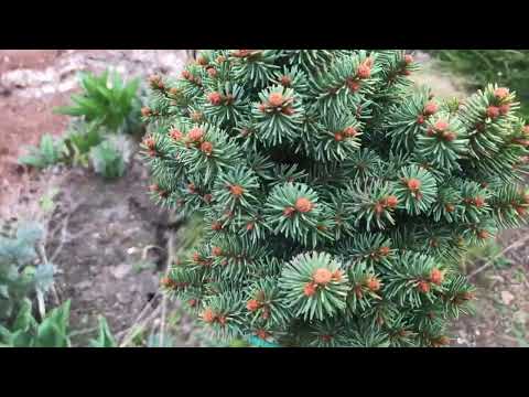 Сад Надежды 14.04.24  после неординарной зимы.