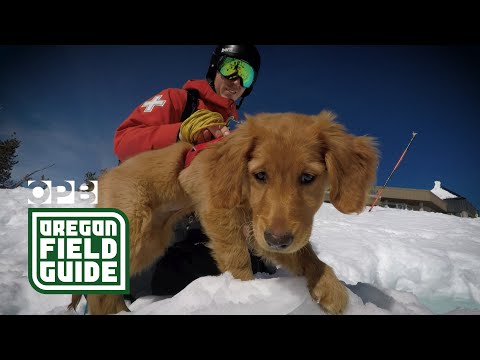 Meet the avalanche rescue dogs of Mount Bachelor | Oregon Field Guide