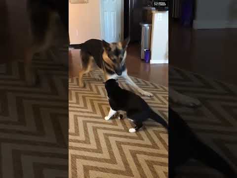 Try not to laugh! 😂 #funny #animalvideos #cute #shorts