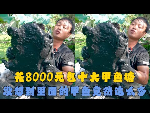 花8000元包下2000多个平方的大甲鱼塘，没想到里面的甲鱼竟然这么多！｜花500元包下20多年没打理的荒塘，没想到里面竟然有巨型甲鱼！