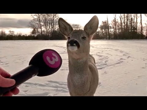Funniest Animal Videos Ever (Part 5)
