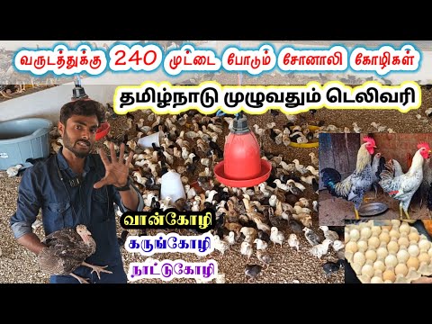 வருடத்திற்கு 240 முட்டை போடும் சோனாலி நாட்டு கோழி ,வான்கோழி , கருங்கோழி, தமிழ்நாடு முழுவதும் டெலிவரி