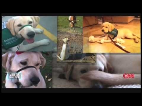 CNN Special Report: Videos Gone Viral (2014)