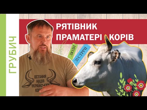 РЯТІВНИК ПРАМАТЕРІ УСІХ ЄВРОПЕЙСЬКИХ КОРІВ | Українська Сіра Майже Вимерла Михайло Травецький Рятує