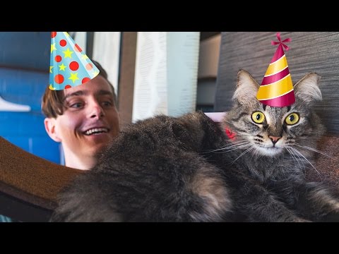 BEST BIRTHDAY EVER! Cat Cafe, Food Trucks & Cupcakes in Austin, TX