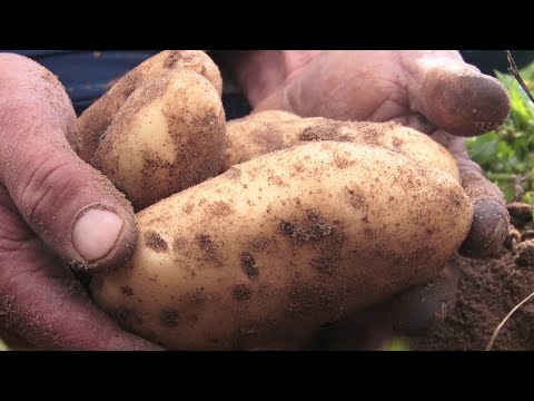 من يتحكم في أسعار بذور البطاطا؟زيادات مشطة والفلاح يعيش الصـ ـدمة ويطلق صـيحة فـ ـزع للسلط المعنية!!