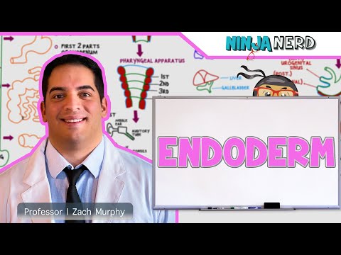 Embryology | Endoderm