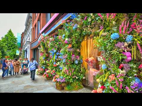 London’s Chelsea in Bloom 2025 | London Walk Tour of Flowers in Chelsea | 4K HDR